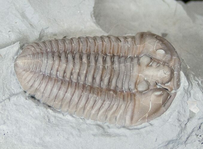 Flexicalymene Trilobite from Ohio #16434